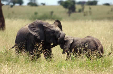 3 Days Lake Manyara Ngorongoro Crater - Tarangire National_1