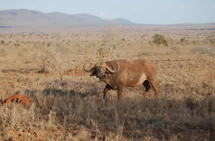 4 Days (3 Nights) Tsavo East Amboseli & West Safari