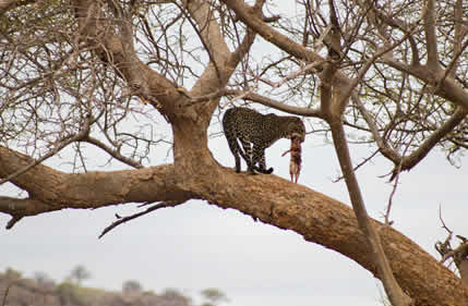 7 Days Safari Samburu, Aberdares, Lake Nakuru & Masai Mara_1