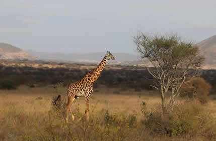 8 Days Amboseli, Lake Nakuru, Lake Bogoria, Masai Mara and Lake Naivasha Safari