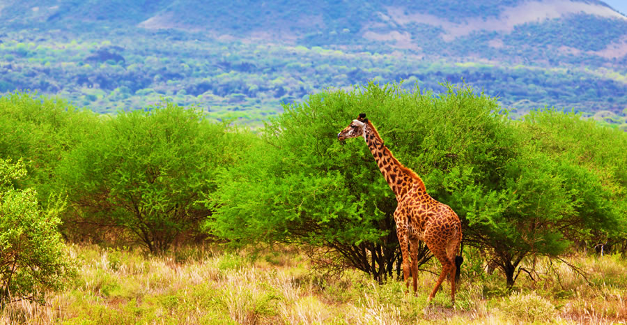 2 jours à Tsavo East et Salt Lick_1