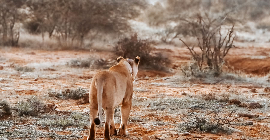 2 jours à Tsavo East et Salt Lick_4