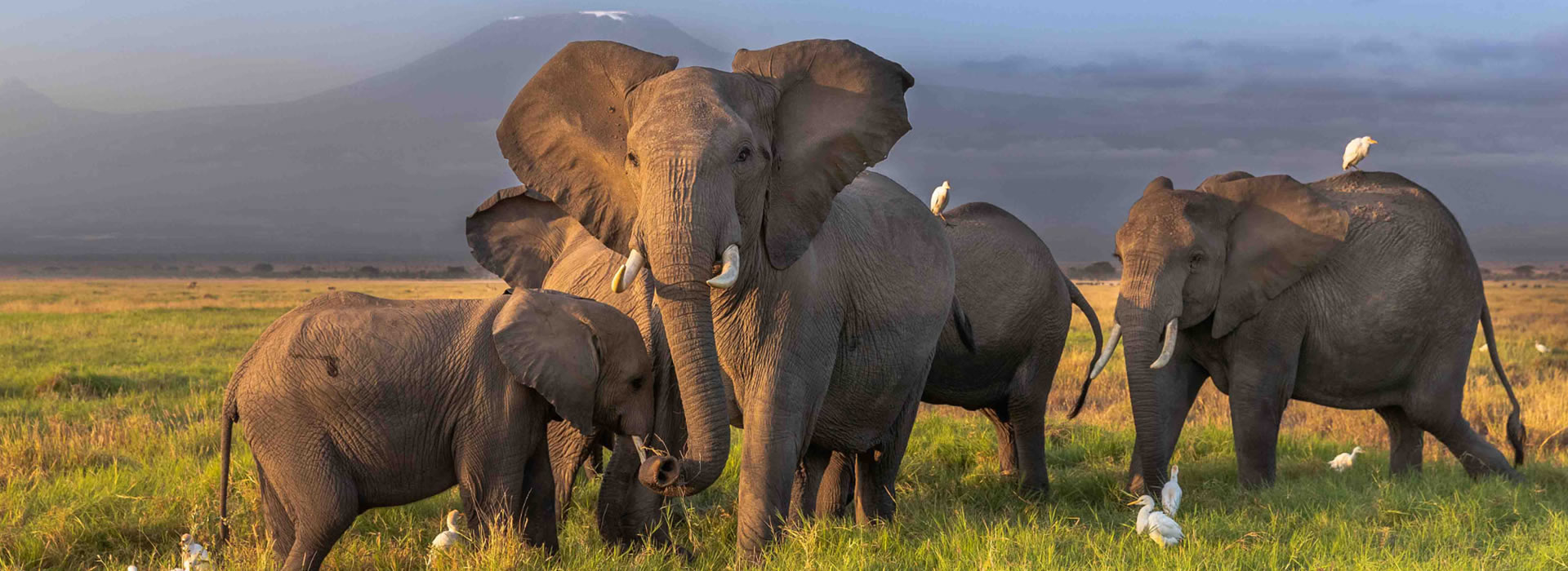 Safari 2 Jours Amboseli depuis Nairobi