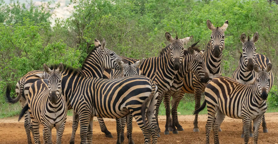 Safari 2 Jours Tsavo Est _ Tsavo Ouest depuis Mombasa _Diani