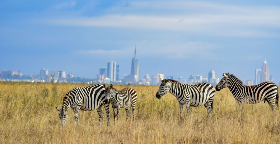 nairobi national park